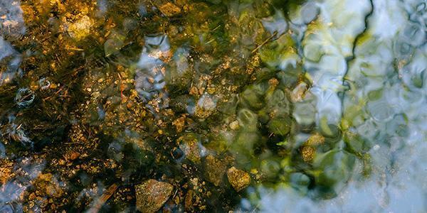 Drone footage from a forest