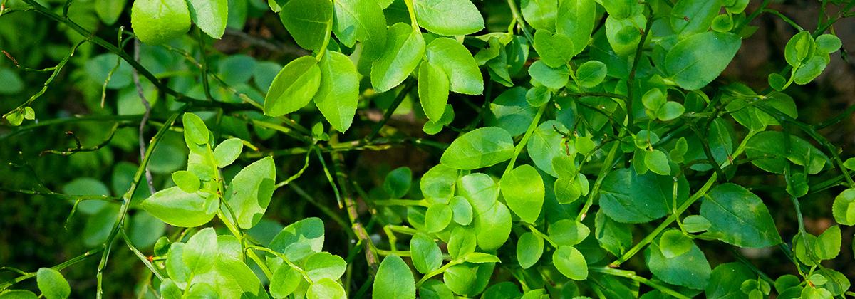 Banner picture Kiilto Natura